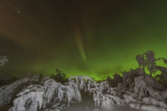Northern Lights (Aurora borealis) over snowy landscape, Gällivare, Norrbotten, Lapland, Sweden,