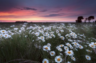 Sunset over chamomilr flowers field in summer, Groningen, Netherlands