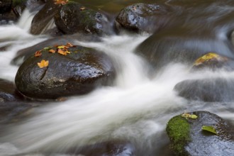 Wildbach, Torrent