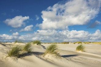 Landscape with dunes on the island of Amrum