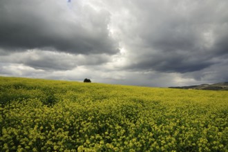 Beautiful grey clouds on a canola field in Tuscany