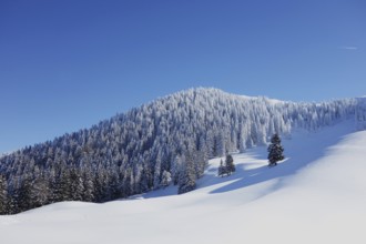 Bavaria mountains alps prealps alm alpe seekaralm seekakreuz lenggries bad_tölz tegernsee winter