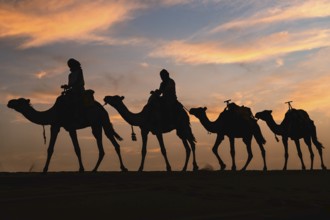 Silhouette of a caravan traveling through the desert at sunrise or sunset. Sahara, Morocco, Africa