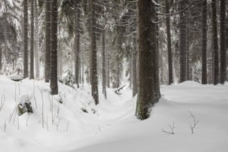 Winter with snow in the Thuringian Forest near Oberhof