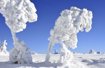 Winter landscape, trees with hoarfrost, Hornisgrinde, Central Black Forest nature park Park,