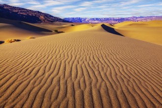 Small bushes grow in the valleys between the barkhans. Orange light in the morning over sand dunes.