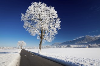 Winter landscape on a sunny day. Allgäu, Germany, Europe