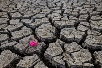 Dry River Bed Flower cracked with drought conditions