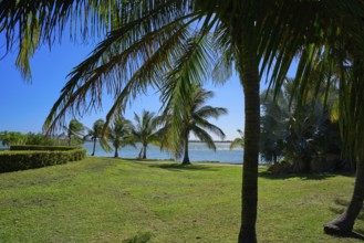 Cancun Pok-Ta-Pok palm trees in Hotel Zone at Nichupte Lagoon of Mexico