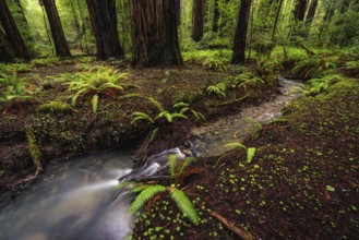 Color image of a redwood forest. Northern California, USA, North America