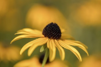 The flower of an arnica