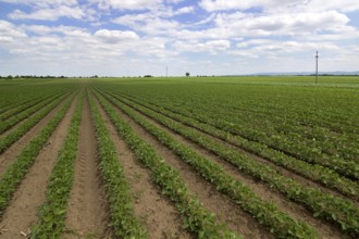Young green soy plants with large leaves grow in the field