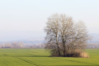 Tree in the field countryside