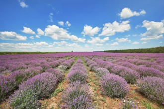 Lavender Field in Bulgaria under the Blue Sky Bulgaria