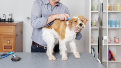 An image of a sweet dog grooming