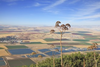 Blooming Isreel Valley in Israel. Fields, meadows and villages were photographed from the hill