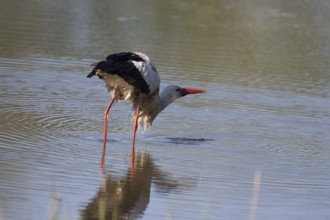 A drinking stork in the Rieselfedern Münster