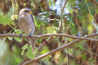 Yellow-billed Shrike, (Corvinella corvina.), Animals, Birds, Shrike family, Perching site, Morgan