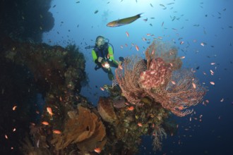 Diver on the Liberty Wreck, Tulamben, Bali, Indonesia, Asia