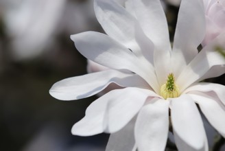 Star magnolia (magnolia stellata)