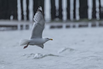 Seagull (Larinae) flying over the moving sea, grey clouds in the background, Breskens, Sluis,