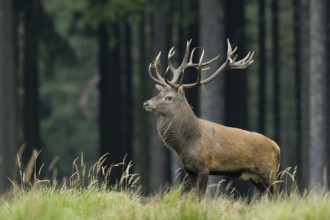 Red deer, Cervus elaphus, Germany, Red deer, Germany, Europe