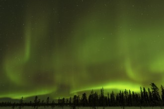 Northern Lights (Aurora borealis) over snowy landscape, Gällivare, Norrbotten, Lapland, Sweden,