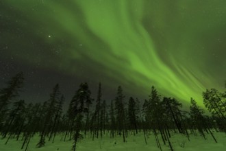 Northern Lights (Aurora borealis) over snowy landscape, Gällivare, Norrbotten, Lapland, Sweden,
