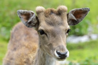 Fallow deer, buck, Karwendel, Tyrol, Austria, Europe