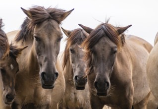 The Dülmen horses live wild near Dülmen, in the Merfelder Bruch nature reserve in North