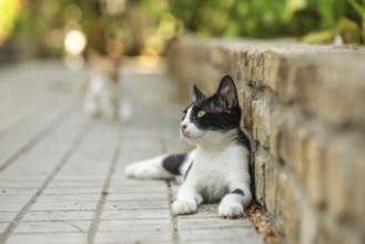 Black and white stray cat laying by pavement curb, another blurred one coming in background, Lapta,