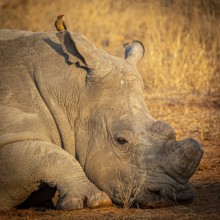 Reclining white rhinoceros (Ceratotherium simum) with sawed-off horn and oxpecker star (Buphagus)