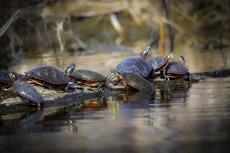 The painted turtle is the most widespread native turtle of North America