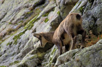 Chamois (female) in the Mercantour National Park, Maritime Alps, France Female chamois in the