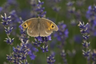 Meadow Brown (Maniola jurtina)