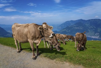 House cows grazing in the Swiss mountains