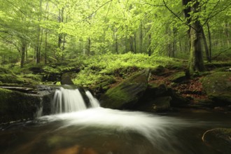 Forest stream flowing down from the mountains