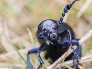 Black oil beetle (Meloe proscarabaeus), close-up of male head, Lower Saxony, Germany, Europe