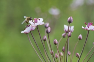 Honey bee on Pink wild grass rush in nature