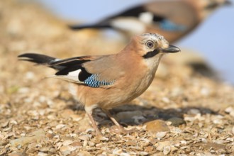 Eurasian jay in nature near water