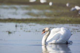 White mute swan swimming in water