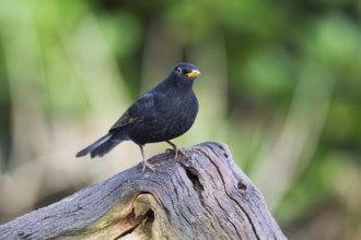 Common blackbird on birch tree