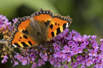 Small tortoiseshell on a flower
