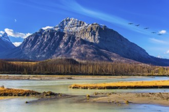 Indian summer in the mountains of Canada. On coast of the Abraham lake the autumn multi-color woods