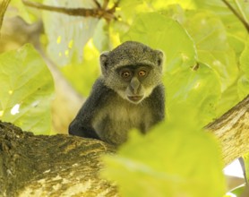 White-throated Monkey (cercopithecus albogularis) in a tree, Kenya, Africa