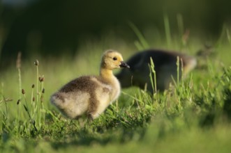 Chick of the Canada Goose