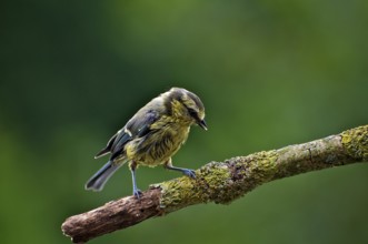 Wet Juvenile Blue Tit on Perch