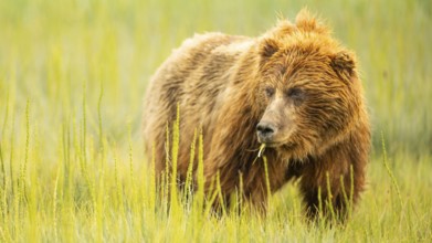 A large Alaskan Grizzly bear looks over to check her cubs while grazing