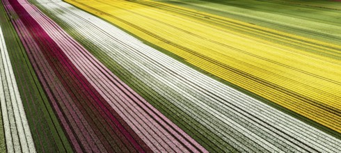 Aerial from blossoming tulip fields in the Chile near Osorno