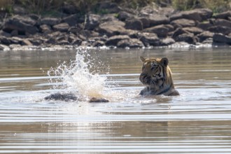 Tiger (Panthera tigris), Bengal tiger or Indian tiger, big cat (Pantherinae), carnivore